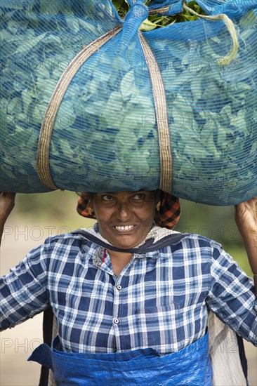 Indian tea picker carrying a big bag of tea leaves on her head, close-up, Munnar, Kerala, India, Asia