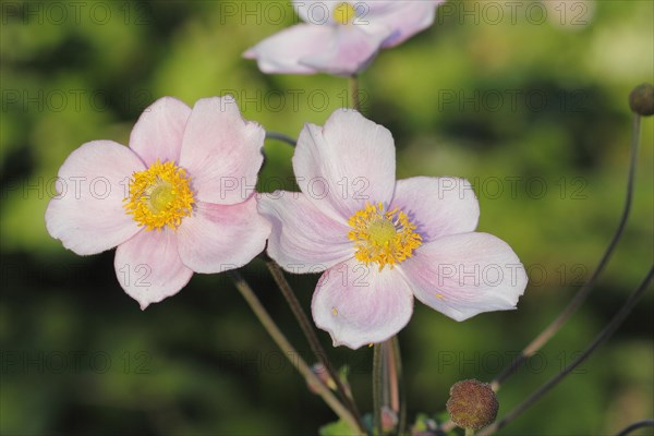 Chinese anemone (Anemone hupehensis), North Rhine-Westphalia, Germany, Europe