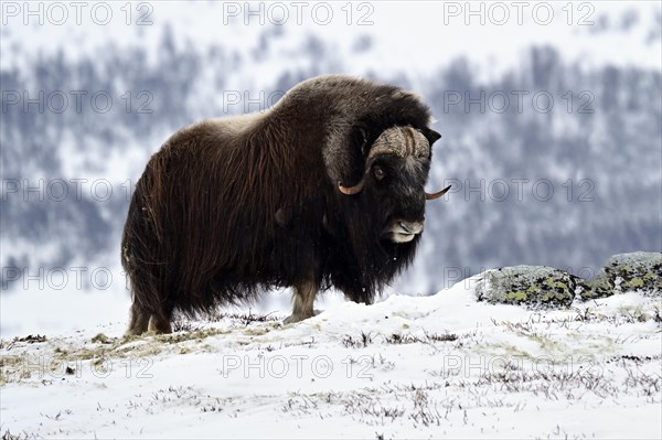 Musk ox (Ovibos moschatus) in the snow, Dovrefjell-Sunndalsfjella National Park, Norway, Europe