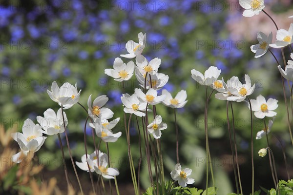 Wood anemone (Anemonoides nemorosa) (syn.: Anemone nemorosa), North Rhine-Westphalia, Germany, Europe