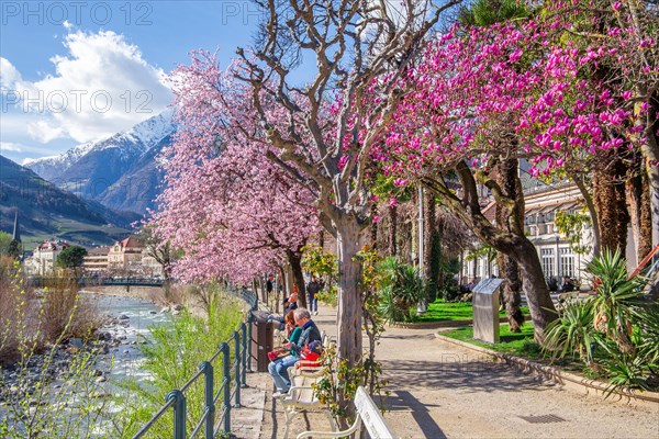 Passer promenade with blossoming trees in spring, Merano, Pass Valley, Adige Valley, Burggrafenamt, Alps, South Tyrol, Trentino-South Tyrol, Italy, Europe