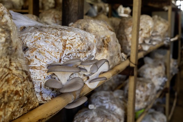 San Pablo Huitzo, Oaxaca, Mexico, Porfirio and Gabriela Morales grow oyster mushrooms in rural Oaxaca, Central America