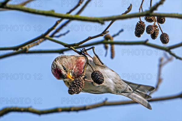 Common redpoll (Acanthis flammea) male eating seeds from catkins on European black alder tree (Alnus glutinosa) in late winter, early spring