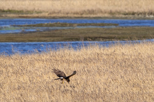 Hen harrier (Circus cyaneus) female flying over reed bed, reedbed while hunting for small birds in winter