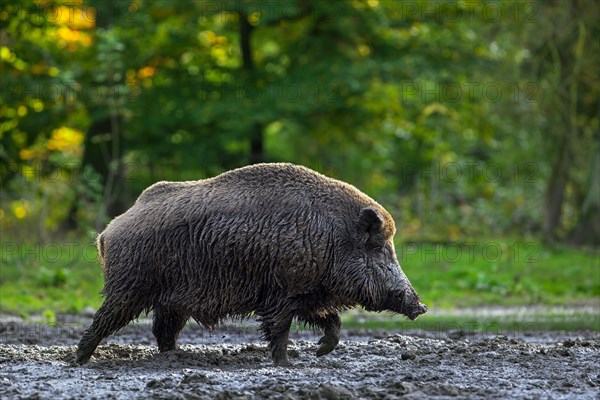 Solitary wild boar (Sus scrofa) male covered in mud after taking a mud bath, wallowing in quagmire in forest in autumn, fall
