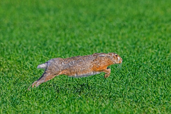 European brown hare (Lepus europaeus) running, fleeing over farmland, field in spring