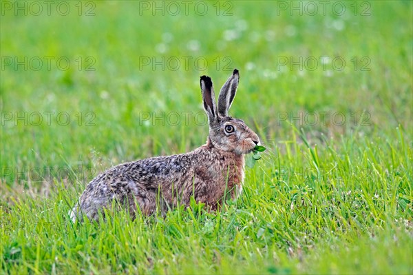 European brown hare (Lepus europaeus) eating herbs in meadow, grassland in spring