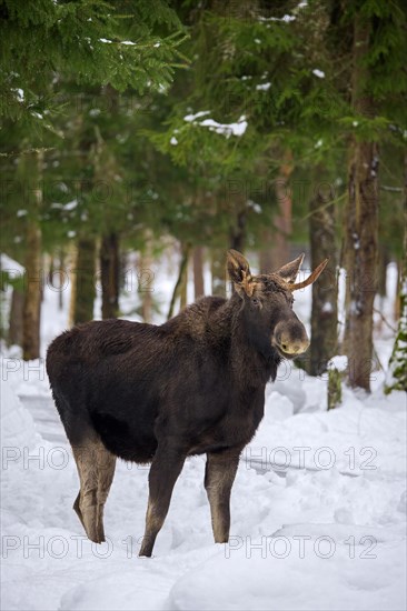 Moose, elk (Alces alces) young bull with small antlers foraging in coniferous forest in the snow in winter, Sweden, Europe