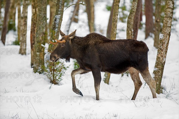 Moose, elk (Alces alces) young bull with small antlers foraging in forest in the snow in winter, Sweden, Europe