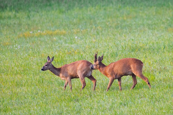 European roe deer (Capreolus capreolus) buck chasing doe in heat and sniffing behind before mating in meadow during the rut in summer