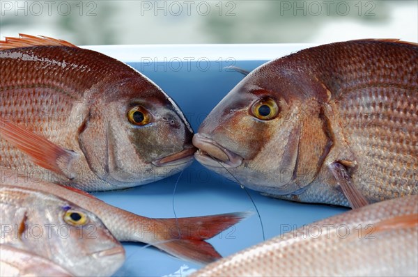 Various Mediterranean fish, Fish market at the old harbour, Vieux Port, Marseille, Two red snappers lie with their heads towards each other on a blue ground, Marseille, Departement Bouches-du-Rhone, Region Provence-Alpes-Cote d'Azur, France, Europe