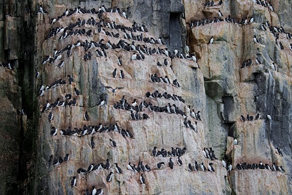 Thick-billed murres, Bruennich's guillemots (Uria lomvia) nesting on rock ledges in sea cliff at breeding colony, Alkefjellet, Svalbard, Spitsbergen