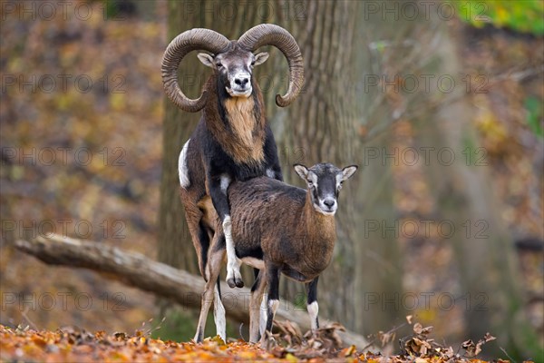 European mouflon (Ovis aries musimon, Ovis gmelini musimon, Ovis ammon) ram mating with ewe, female in forest during the rut in autumn, fall