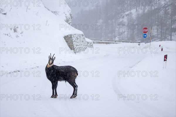 Alpine chamois (Rupicapra rupicapra) male crossing road in deep snow in the Gran Paradiso National Park in winter, Aosta Valley, Italy, Europe
