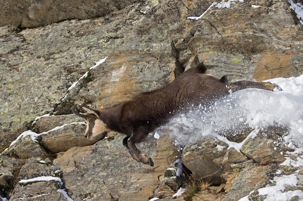 Alpine chamois (Rupicapra rupicapra) fleeing male in dark winter coat descending steep snowy rock face in the mountains of the European Alps