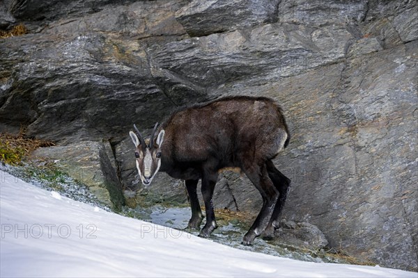 Alpine chamois (Rupicapra rupicapra) old male in dark winter coat standing on sheltered resting place on rock ledge in cliff face in the European Alps