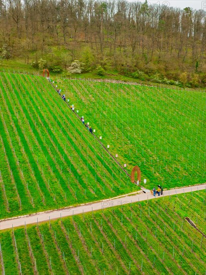 People walking between the rows of a vineyard in a rural setting, Jesus Grace Chruch, Weitblickweg, Easter hike, Hohenhaslach, Germany, Europe