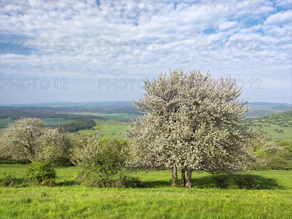 Blossoming cherry trees in the Thuringian Rhoen in spring, typical landscape at Gebaberg, Hohe Geba, Vordere Rhoen, Meiningen, Rhoen, Thuringia, Germany, Europe