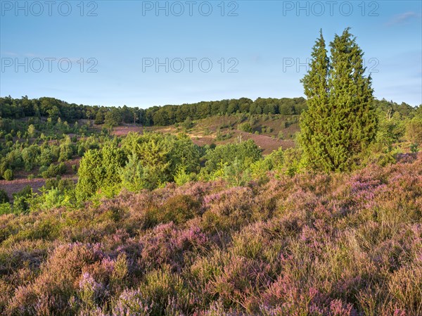 Typical heath landscape in the Totengrund near Wilsede with juniper and flowering heather, Lueneburg Heath, Lower Saxony, Germany, Europe