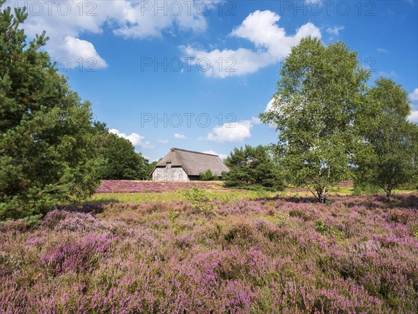 Typical heath landscape with old sheepfold, juniper and flowering heather, Lueneburg Heath, Lower Saxony, Germany, Europe