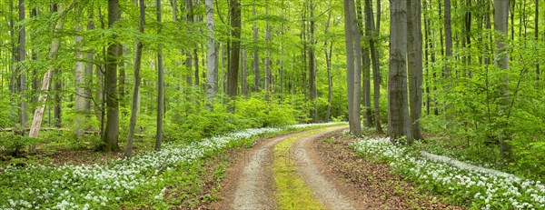 Panorama, hiking trail through the ramson (Allium ursinum) in the beech forest, Hainich National Park, Bad Langensalza, Thuringia, Germany, Europe