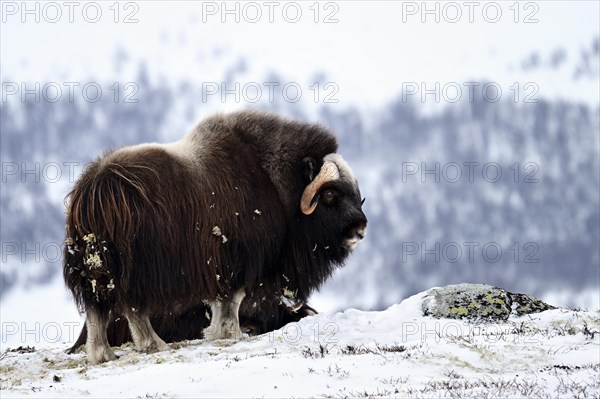 Musk ox (Ovibos moschatus) in the snow, Dovrefjell-Sunndalsfjella National Park, Norway, Europe