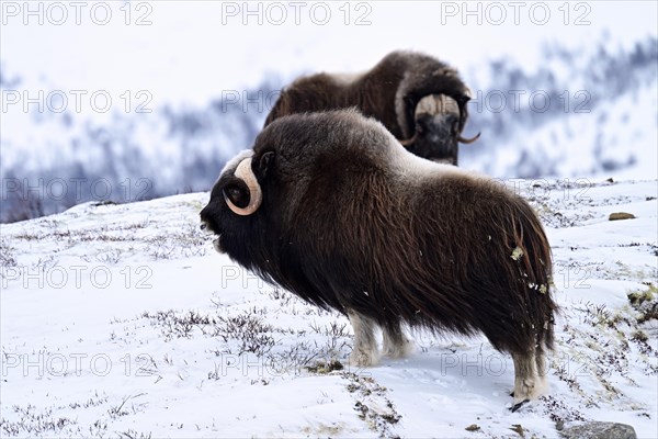 Two musk oxes (Ovibos moschatus) in the snow, Dovrefjell-Sunndalsfjella National Park, Norway, Europe