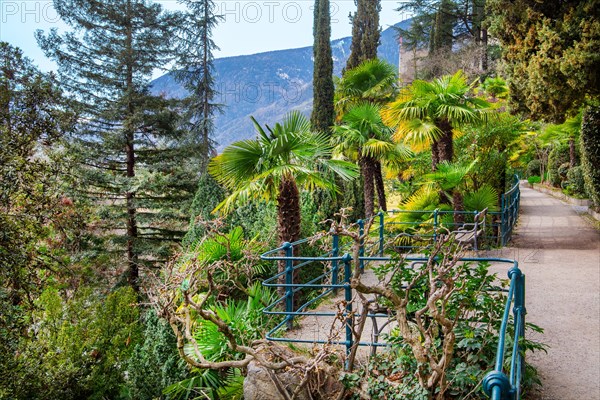 Subtropical plants on the Gilf promenade in spring, Merano, Val Passiria, Val d'Adige, Burggrafenamt, Alps, South Tyrol, Trentino-Alto Adige, Italy, Europe