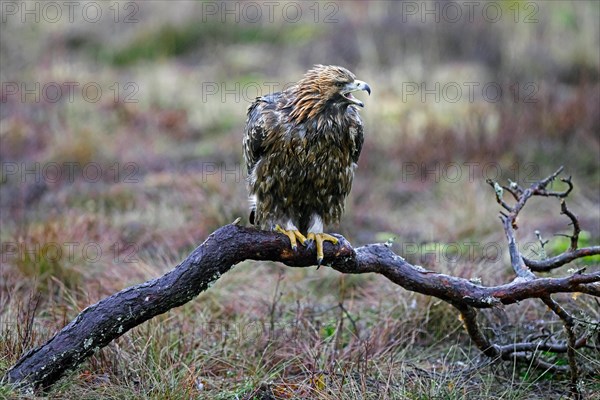 European golden eagle (Aquila chrysaetos chrysaetos) calling in the rain while perched on branch in moorland, heathland in winter