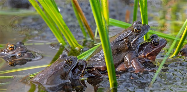 Amplexed European common frogs, brown frogs and grass frog pairs (Rana temporaria) gathering in pond during the spawning, breeding season in spring