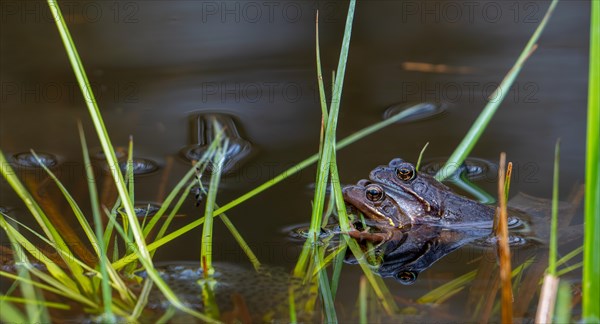 European common frog pair, brown frogs, grass frog (Rana temporaria) male and female in amplexus in pond during spawning, breeding season in spring