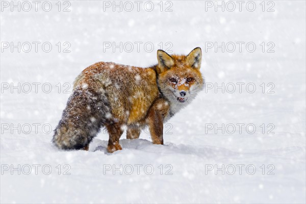 Red fox (Vulpes vulpes) hunting in the snow in winter during snowfall