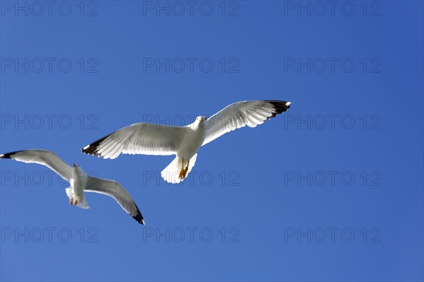 Yellow-legged gull (Larus michahellis), Marseille, Two gulls flying in front of a bright blue sky, Marseille, Departement Bouches du Rhone, Region Provence Alpes Cote d'Azur, France, Europe