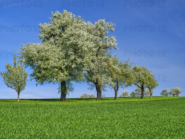 Blossoming pear trees, blue sky, Mostviertel, Lower Austria, Austria, Europe