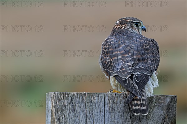 Eurasian merlin (Falco columbarius aesalon) female perched on wooden fence post along grassland in late winter