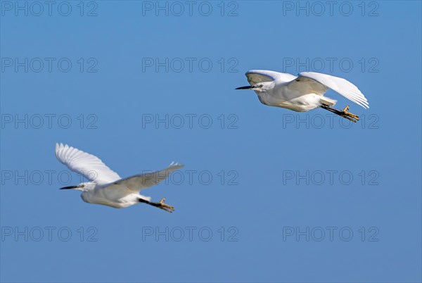 Two little egrets (Egretta garzetta) in flight against blue sky along the North Sea coast in late winter