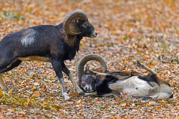 Defeated European mouflon (Ovis aries musimon) lying down after fight by two rams bashing heads and clashing their curved horns during rut in autumn