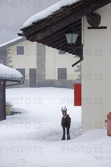Alpine chamois (Rupicapra rupicapra) wandering through mountain village in the Gran Paradiso National Park in the snow in winter, Aosta Valley, Italy, Europe