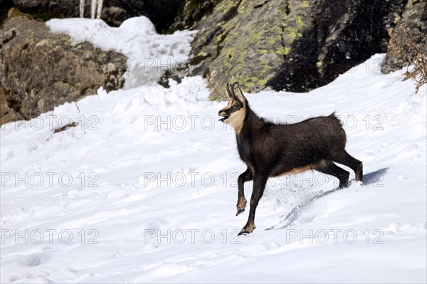 Alpine chamois (Rupicapra rupicapra) solitary male in dark winter coat calling while fleeing over mountain slope in the snow in the European Alps