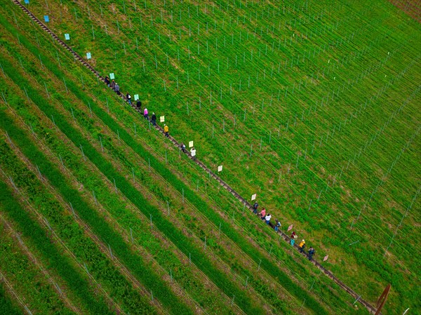 Aerial view of a snake of people stretching across rows of green vineyards, Jesus Grace Chruch, Weitblickweg, Easter hike, Hohenhaslach, Germany, Europe