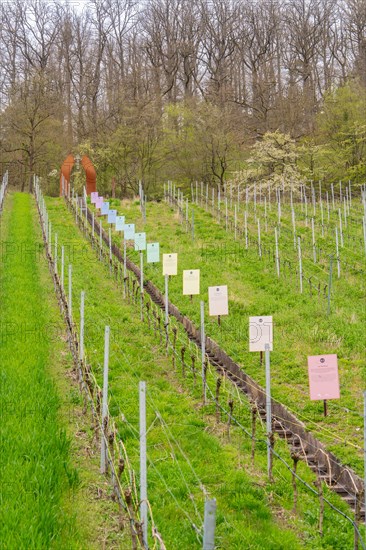 A nature learning trail with several information signs distributed between vines, Jesus Grace Chruch, Weitblickweg, Easter hike, Hohenhaslach, Germany, Europe