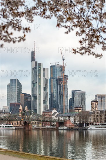 Cherry blossoms on a riverbank in the centre of a big city. Spring with a view of the skyline of the banking district and the skyscrapers of Frankfurt, Hesse