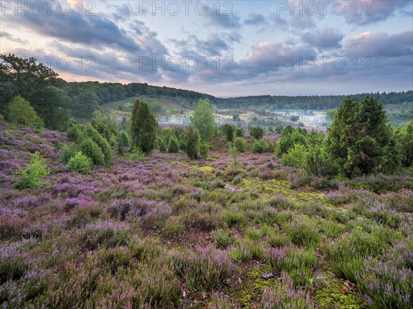 Typical heath landscape in the Totengrund near Wilsede with juniper, flowering heather and morning mist at dawn, Lueneburg Heath, Lower Saxony, Germany, Europe