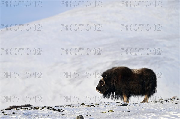 Musk ox (Ovibos moschatus) in the snow, Dovrefjell-Sunndalsfjella National Park, Norway, Europe