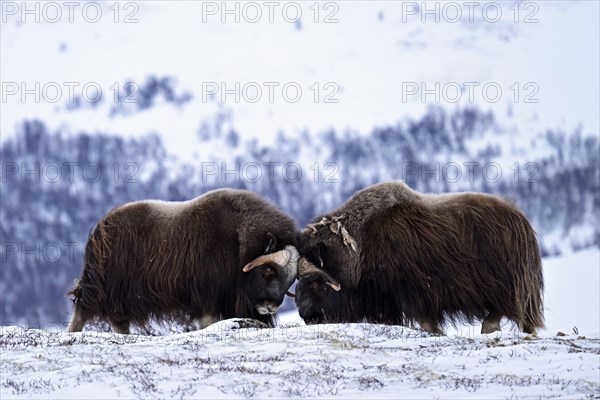 Two musk oxen (Ovibos moschatus) duel head to head in the snow, Dovrefjell-Sunndalsfjella National Park, Norway, Europe