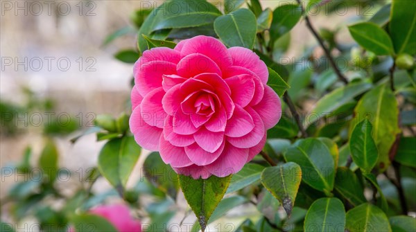 Camellia in bloom in spring, Merano, Val Passiria, Val d'Adige, Burggrafenamt, Alps, South Tyrol, Trentino-Alto Adige, Italy, Europe