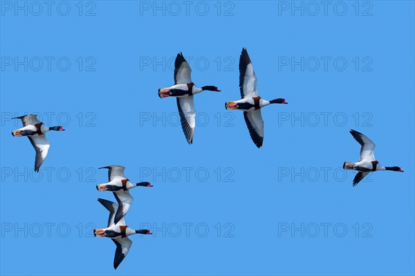 Flock of migrating common shelducks (Tadorna tadorna) in flight against blue sky