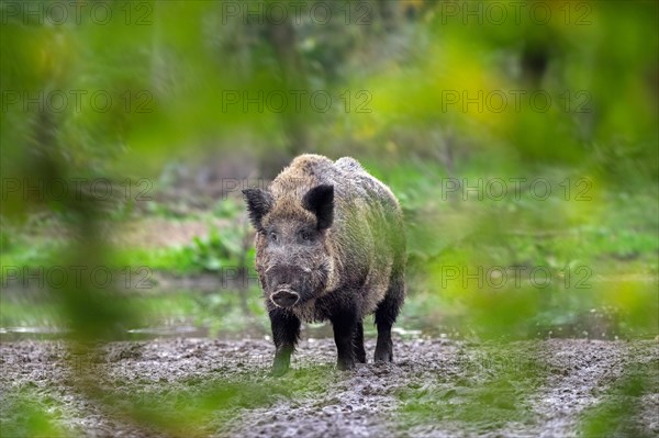 Solitary wild boar (Sus scrofa) male standing in mud of quagmire in forest, viewed through tree's foliage in autumn, fall