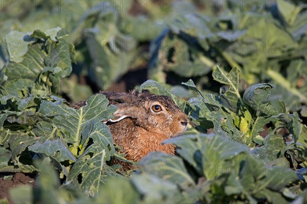 European brown hare (Lepus europaeus) foraging on cabbage field and eating leaves of cabbages in summer