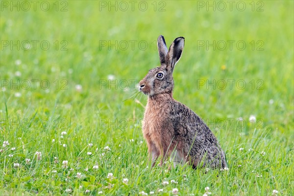 European brown hare (Lepus europaeus) sitting in meadow, pasture in summer